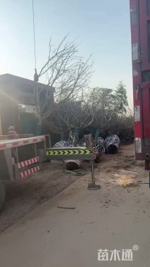 13公分日本晚樱