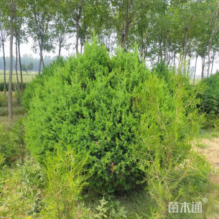 高度120厘米塔桧球