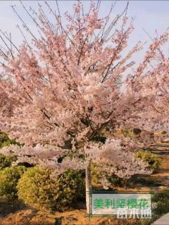 10公分美利坚樱