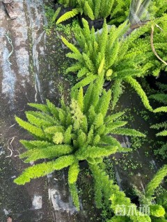 高度40厘米狐尾天门冬