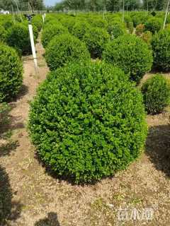 冠幅200厘米小叶黄杨球