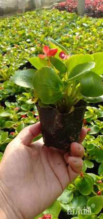 高度15厘米四季海棠