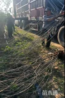 高度220厘米丛生丁香