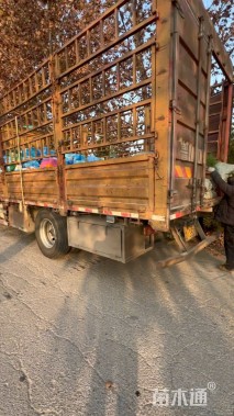 高度30厘米蛇鞭菊