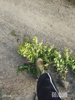 高度40厘米金森女贞小苗