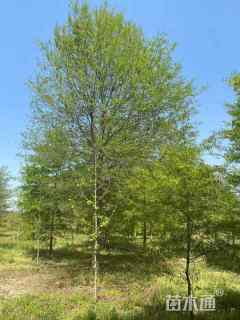 14公分柳叶栎