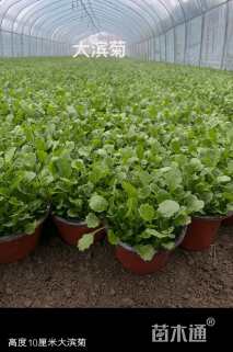 高度10厘米滨菊
