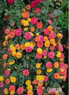 100厘米藤本月季