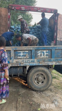 高度30厘米玉簪