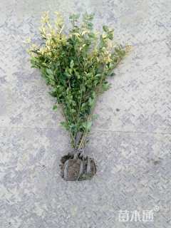 高度20厘米金禾女贞