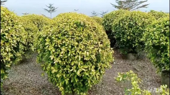 冠幅80厘米黄金榕球