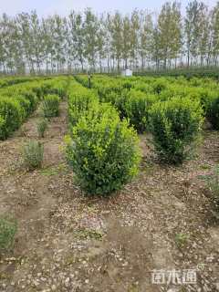 冠幅100厘米卫矛球