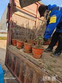 高度50厘米野牡丹球
