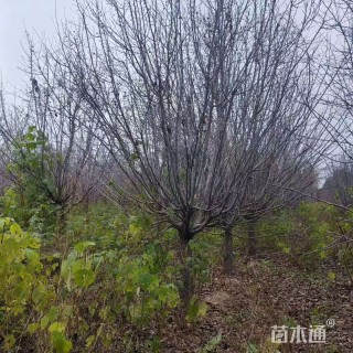 18公分绚丽海棠