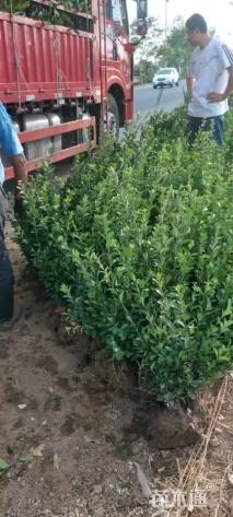 高度60厘米大叶黄杨