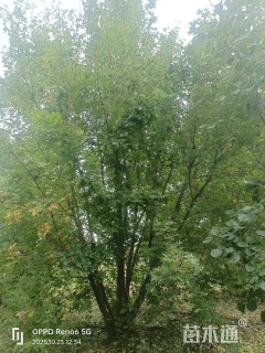 8公分美国红枫-红冠