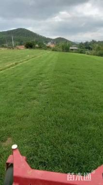 兰引3号草卷修剪中,一星期后上市,看上的老板可预订!