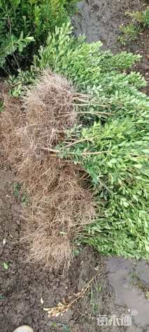 高度25厘米瓜子黄杨