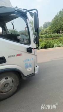 高度25厘米水生鸢尾