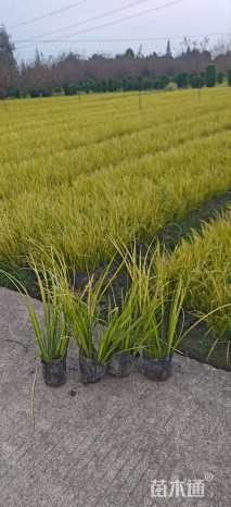 高度30厘米金叶石菖蒲