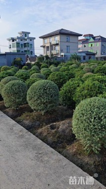 冠幅80厘米金边黄杨球