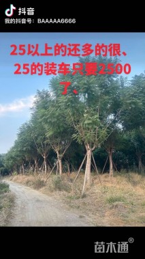 25公分蓝花楹