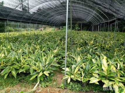 高度25厘米花叶良姜