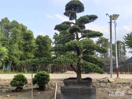 容器苗造型罗汉松