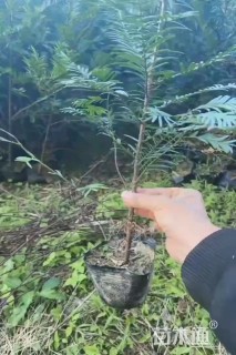 高度150厘米红豆杉小苗