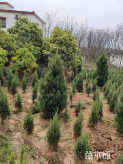 高度250厘米刺柏