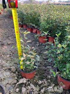 高度25厘米金边六月雪