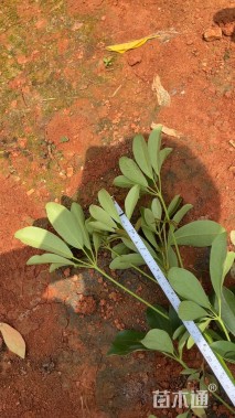 高度30厘米鸭脚木