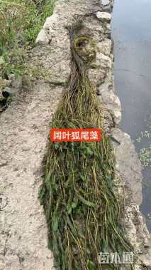 高度50厘米狐尾藻