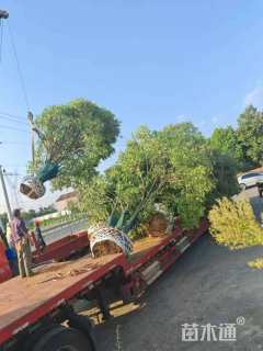 高度600厘米丛生大叶女贞