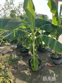 高度300厘米芭蕉