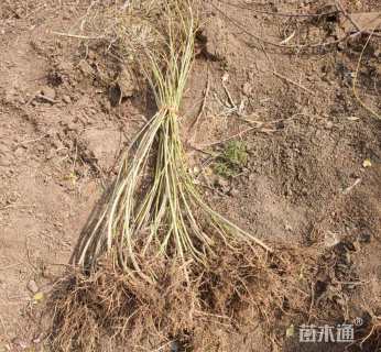 高度100厘米连翘小苗