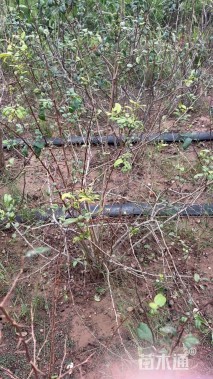 高度60厘米日本海棠