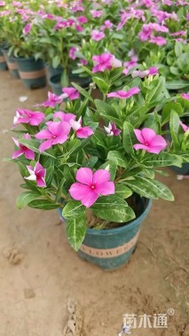 高度25厘米长春花