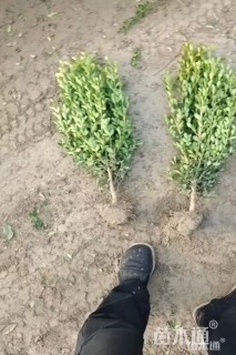 高度45厘米豆瓣黄杨