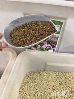 紫云英种子紫云英种子