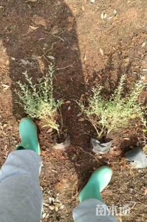 高度30厘米银姬小蜡