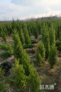 高度1200厘米桧柏