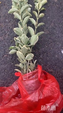 高度46厘米金边黄杨