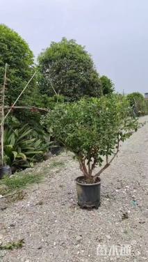 高度130厘米蓝莓