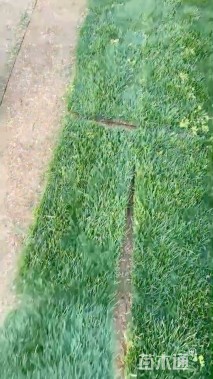 混播黑麦草
