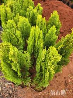 高度35厘米洒金柏