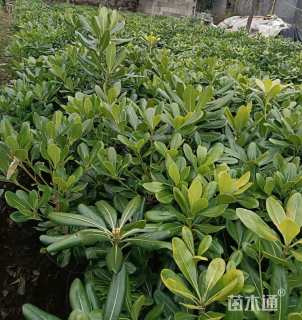 高度40厘米海桐