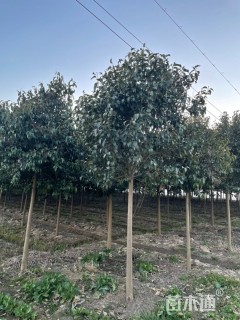 27公分大叶女贞