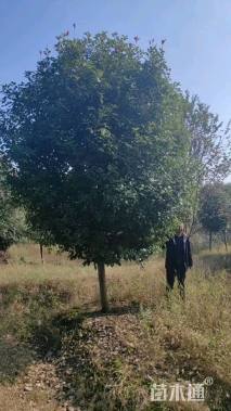 9公分高杆红叶石楠