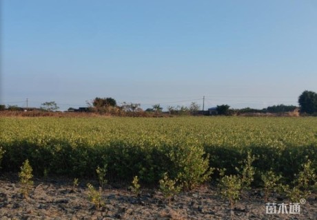 高度70厘米白骨壤